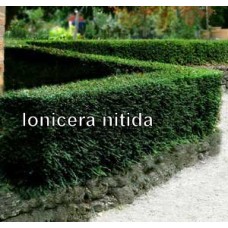 LONICERA NITIDA - BOX HONEYSUCKLE